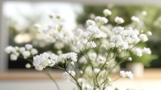 Hydroponic Gypsophila: How To Make Gypsophila Thrive In Your Hydroponic Garden