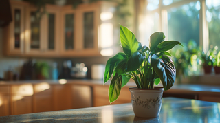 Hydroponic Callaloo Plant
