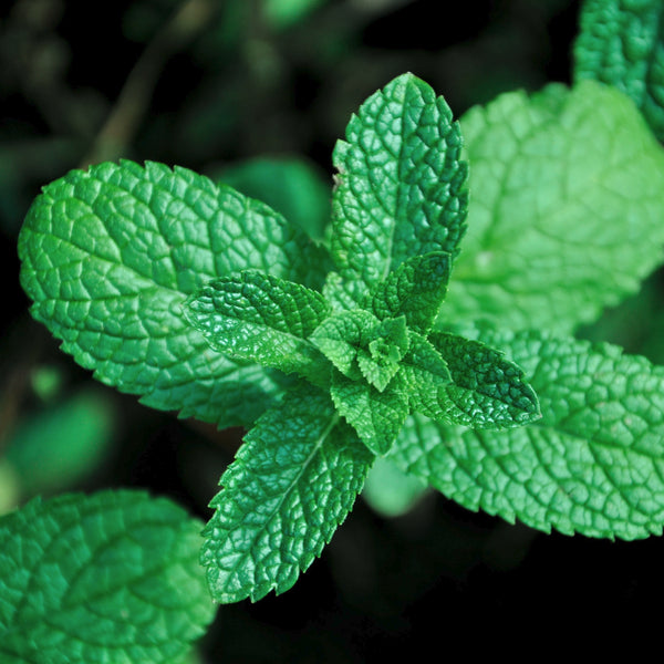 Growing Peppermint Mint: A Beginner's Guide 