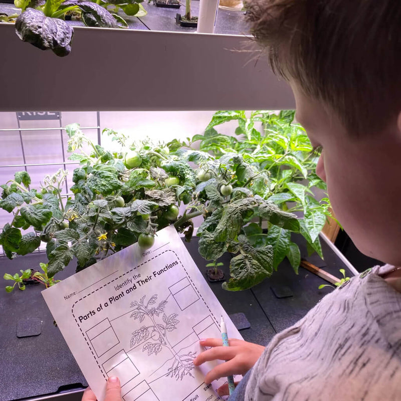 5_Educational_Science_Activities_for_Kids_with_your_Rise_Gardens-3-1.jpg risegardens