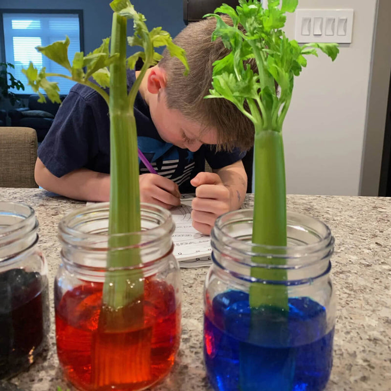5_Educational_Science_Activities_for_Kids_with_your_Rise_Gardens-6-4.jpg risegardens