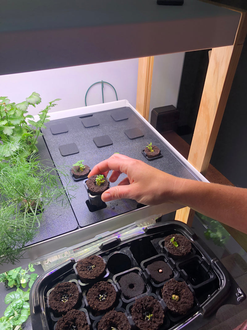 Canada-SummerGarden1.jpg risegardens