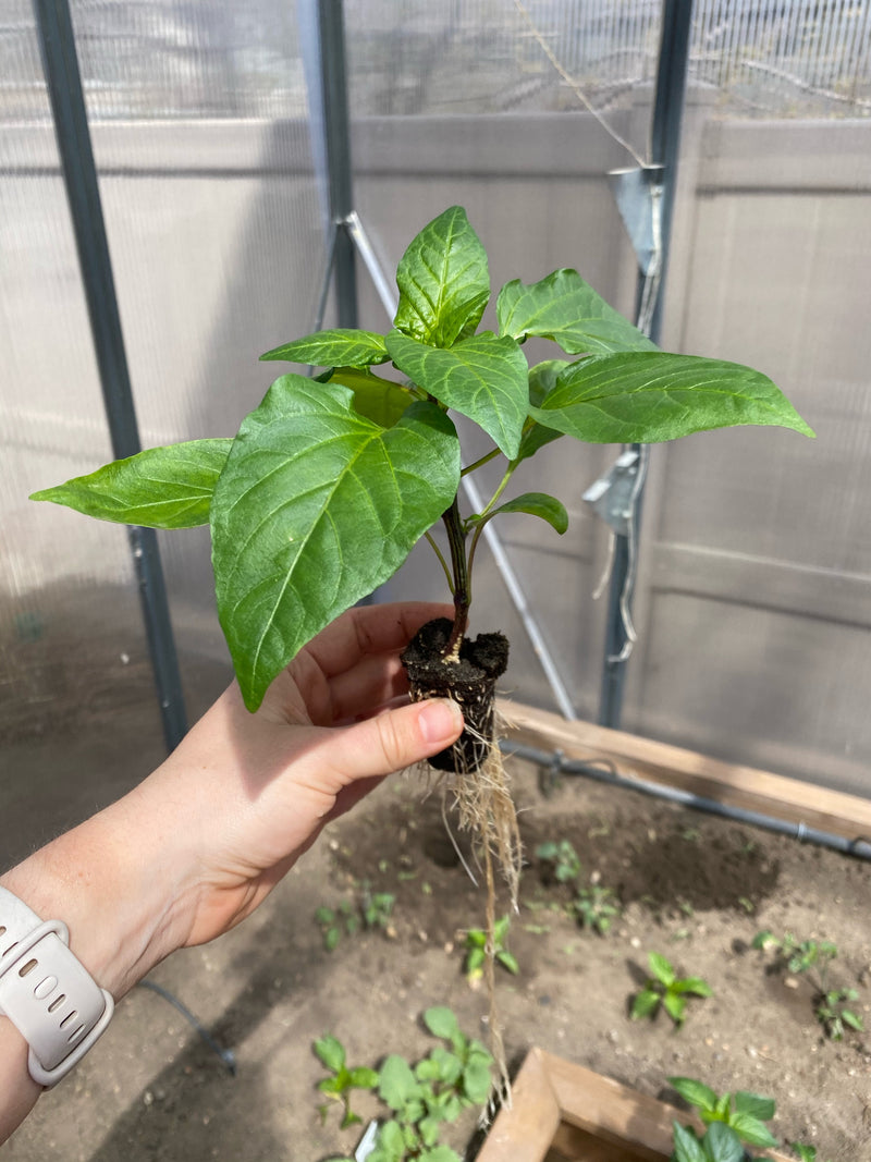 Canada-SummerGarden2.jpg risegardens