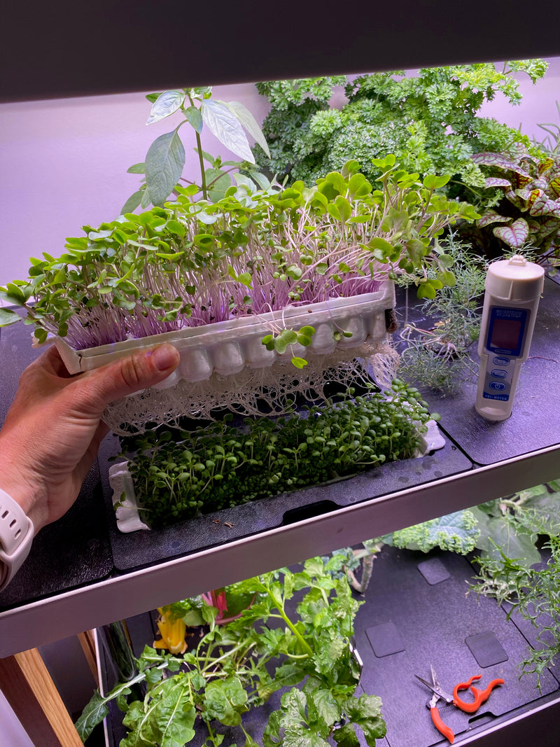 Canada-SummerGarden5.jpg risegardens