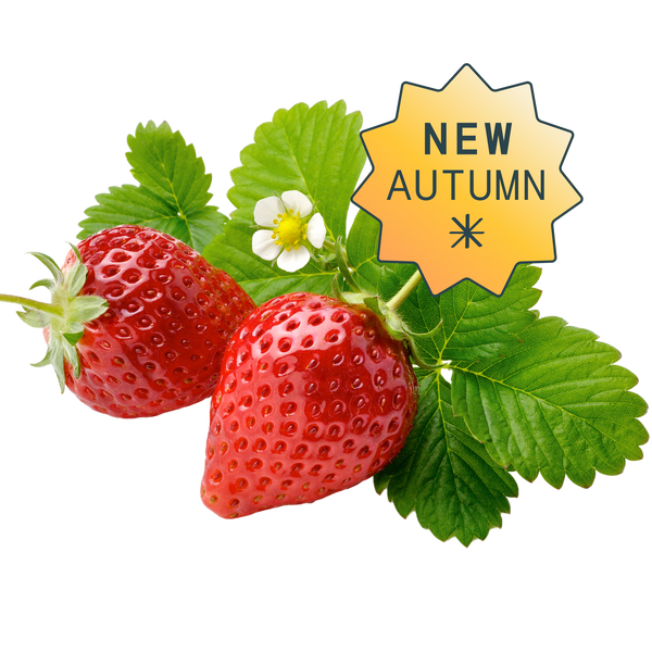 strawberryページ Hydroponic Strawberry seedpods | Rise Gardens