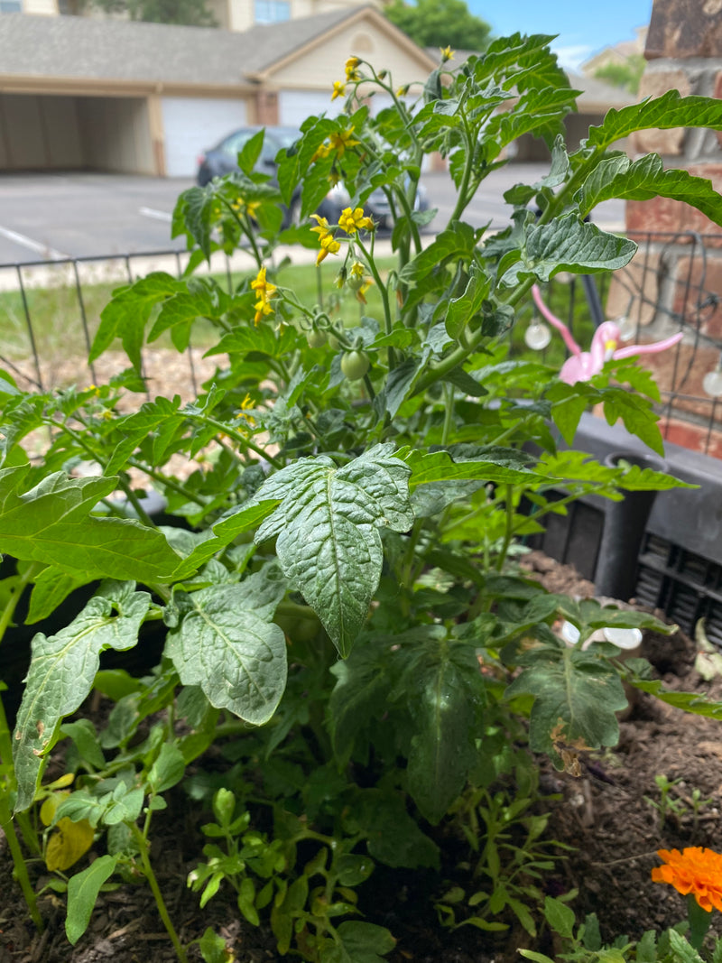 GardenExp1.jpg risegardens