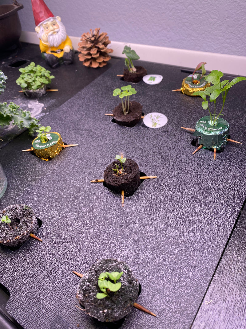 GardenExp3.jpg risegardens