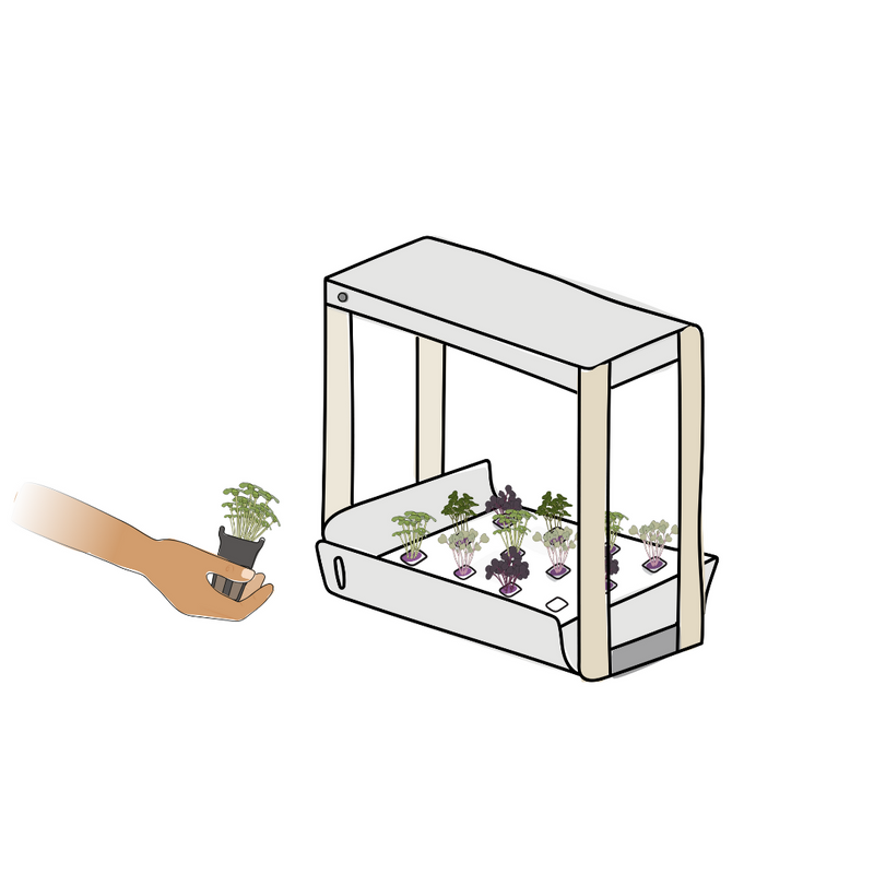 Microgreens2.png risegardens