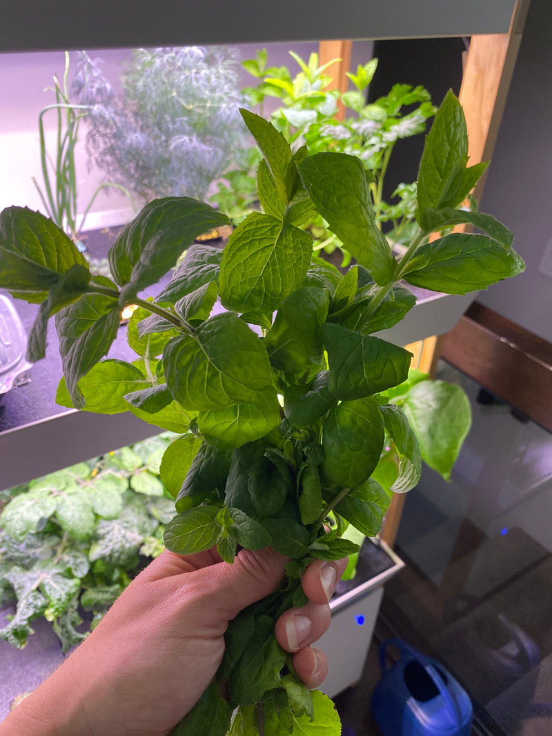 Mint_Bark_6.jpg risegardens