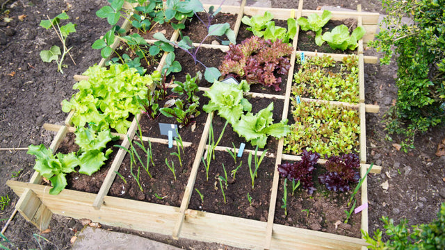 Rise Gardens