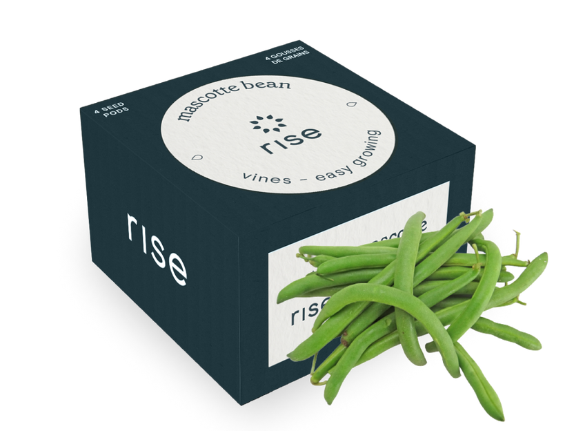 Mascotte (Green) Bean
