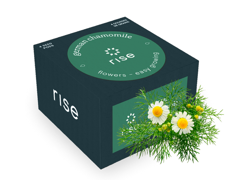 German Chamomile