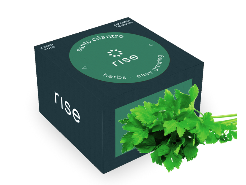 Santo Cilantro