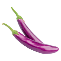 Hydroponic eggplant