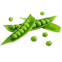 Hydroponic snap pea