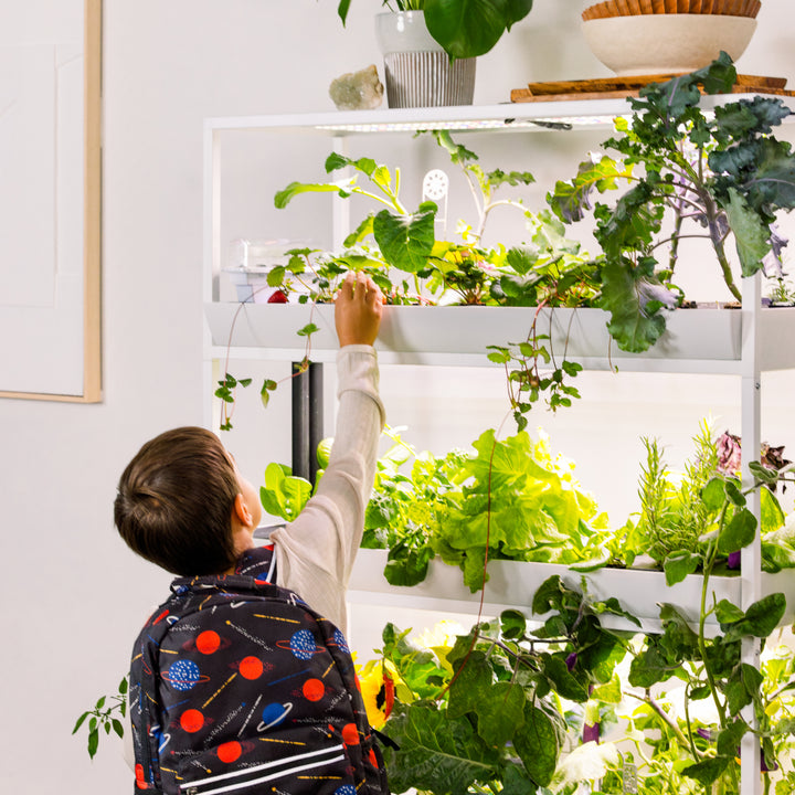 Young kid harvesting strawberries from and hydroponic tower