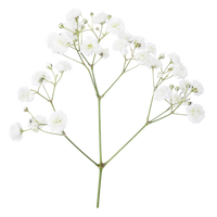 Hydroponic Baby's breath