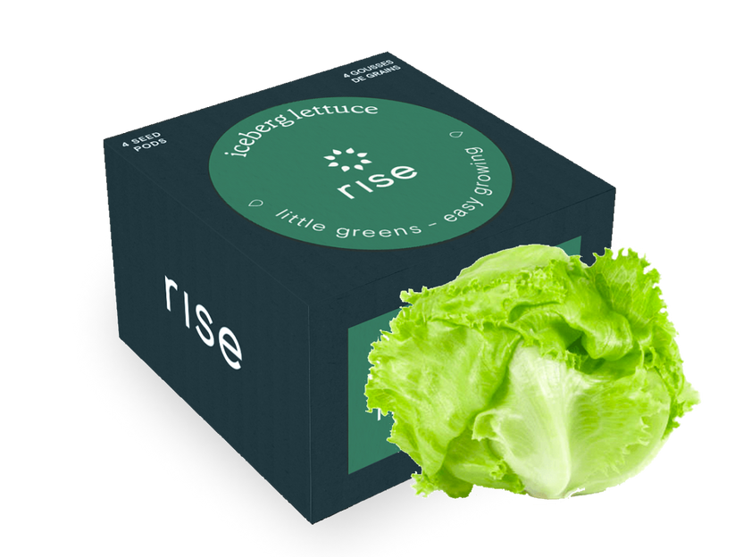 Iceberg Lettuce