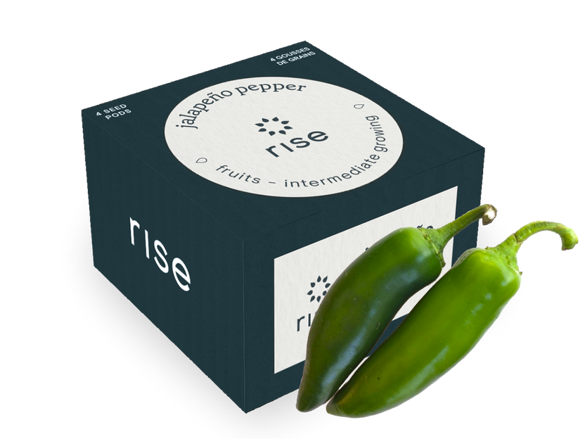 Jalapeño Pepper
