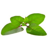 Hydroponic spinach