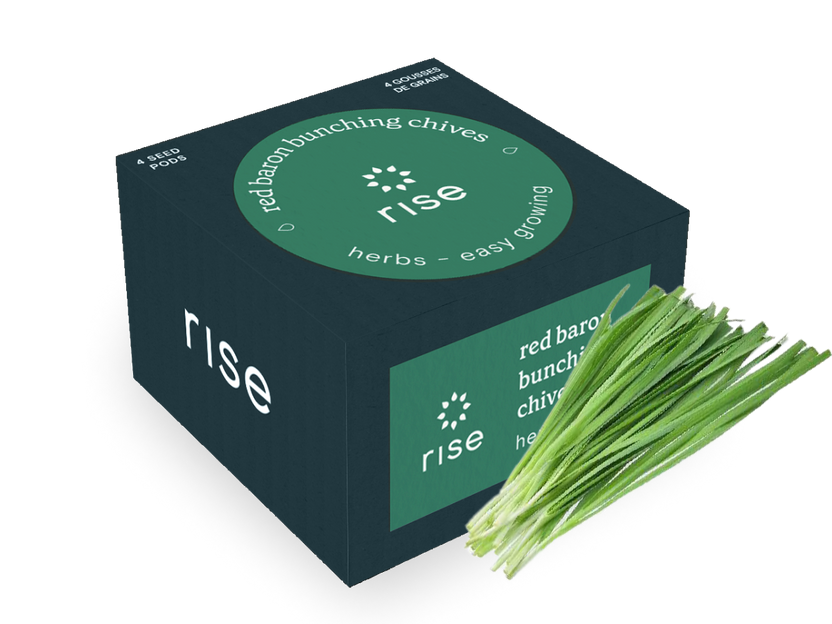 Red Baron Bunching Chives