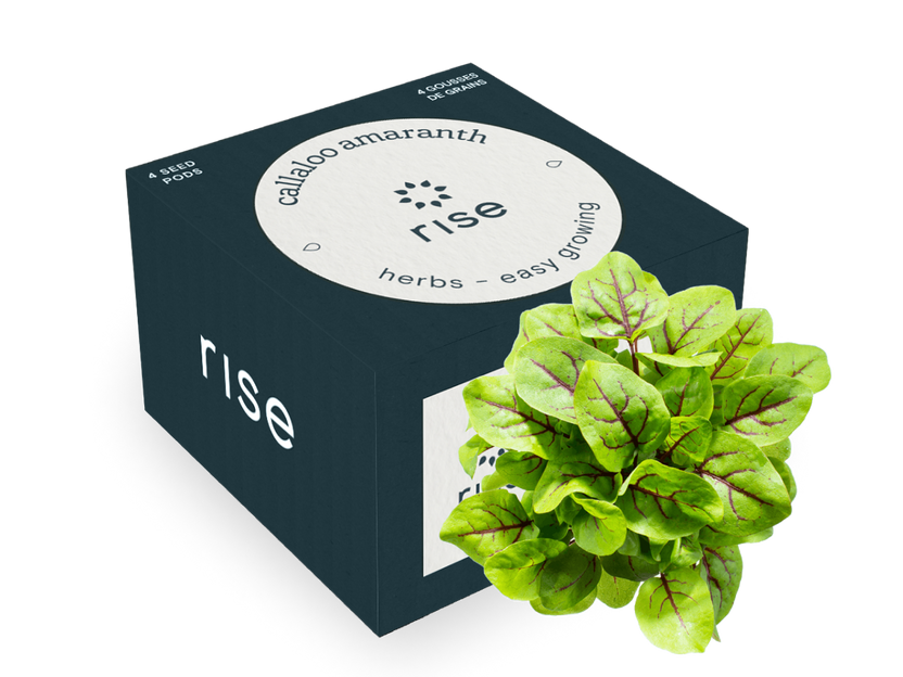 Red Veined Sorrel
