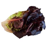 Baby red romaine hydroponic lettuce