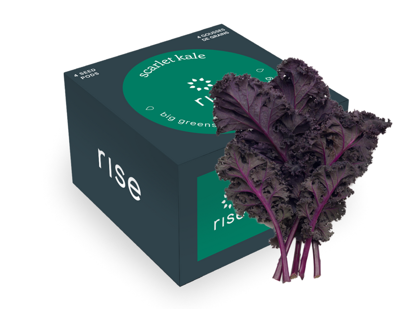 4 pack scarlet kale hydroponic seedpods