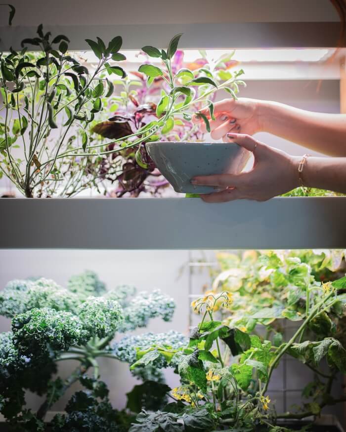 Close-up of a woman harvesting fresh herbs from a two-level Rise Garden, an indoor hydroponic garden that allows for easy access to homegrown herbs all year round.