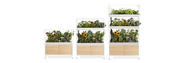 The Rise Garden