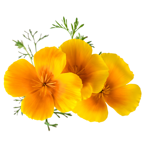 yellow-poppy-seeds-for-indoor-garden-rise-garden