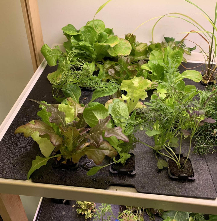 12 Pod Tray Lid with Net Cups - Rise Gardens US
