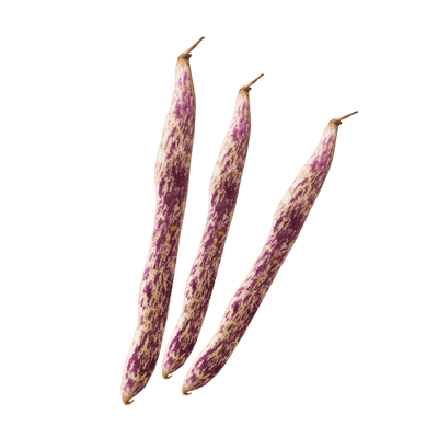Dragon's Tongue Bean