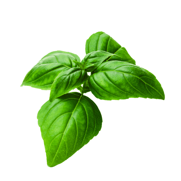 Basil Seeds for Indoor Herb Garden Rise Gardens