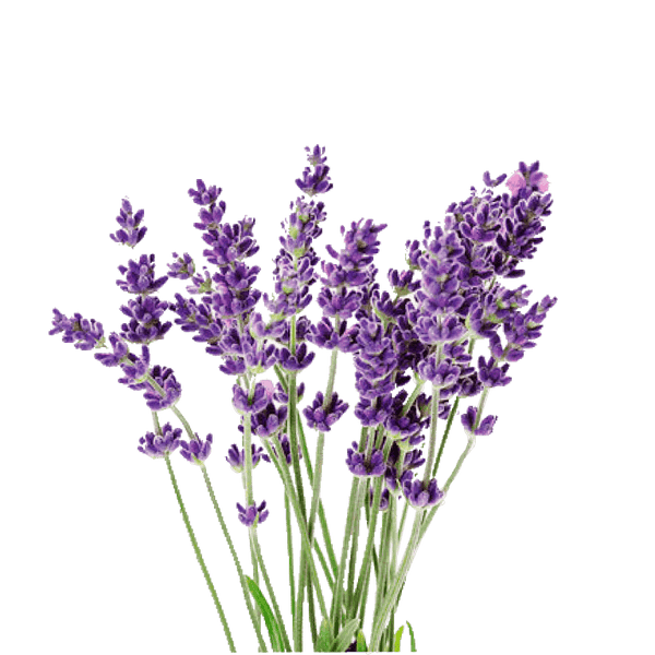 Lavendar Vicenza Seeds for Indoor Herb Garden | Rise Gardens