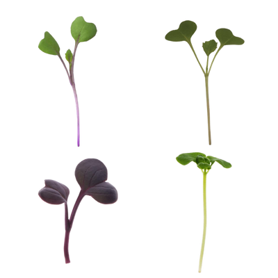 Hydroponic microgreens - superfood grows in 10 days in an hydroponic system