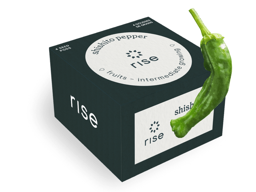 Shishito Peppers