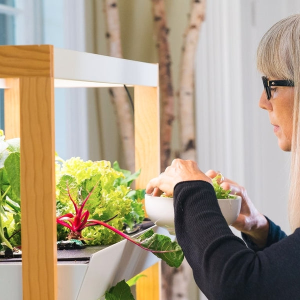 Woman harvesting indoor garden greens