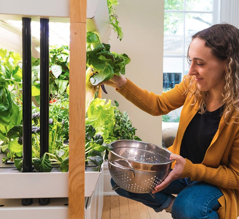 Woman harvesting greens from garden