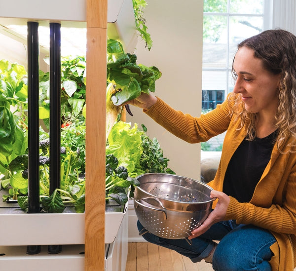 Woman harvesting greens from garden
