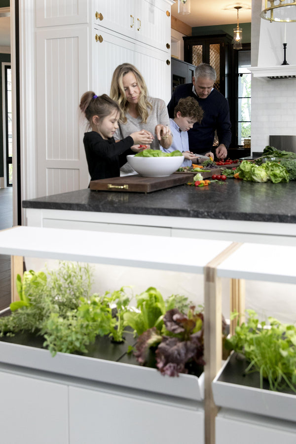 Best Hydroponic Nutrients for Tomatoes: A Complete Growing Guide | Rise Gardens