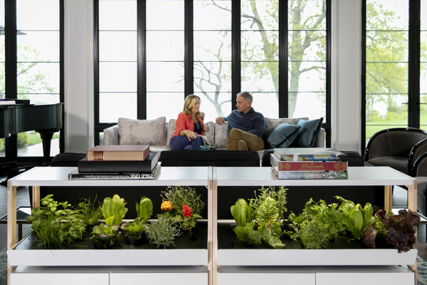 Hydroponic Lettuce Salad Recipes You Can Make From Your Indoor Garden | Rise Gardens