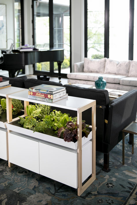Hydroponic Herb Garden vs Soil Herb Garden: A Complete Comparison | Rise Gardens