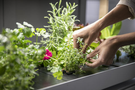 Growing Kale Hydroponically Indoors: The Complete Guide | Rise Gardens