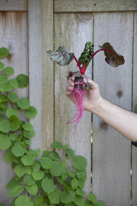 Hydroponic Cucumber Pollination Tips for a Bigger Indoor Harvest | Rise Gardens