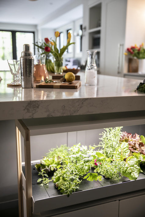 Hydroponic Spinach Growing Tips and Tricks for a Thriving Indoor Garden | Rise Gardens