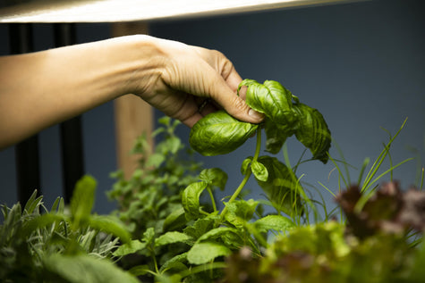 Root Rot Prevention in Hydroponic Systems: A Complete Grower's Guide | Rise Gardens
