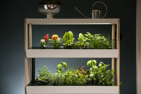 Homemade Pesto Variations Beyond Basil: Your Complete Guide | Rise Gardens