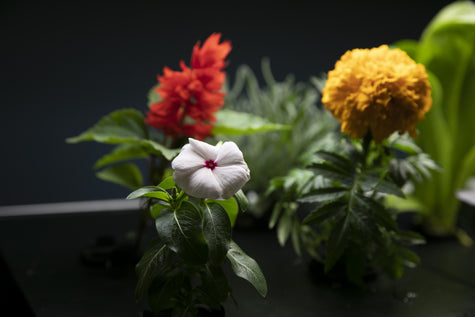 Best Light Schedule for Hydroponic Vegetables: A Complete Growing Guide | Rise Gardens