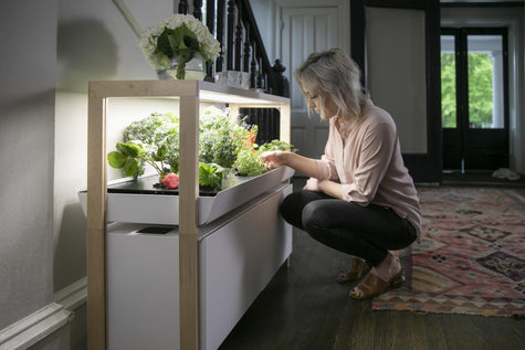 Hydroponic Mint Growing Guide: From Setup to Harvest | Rise Gardens